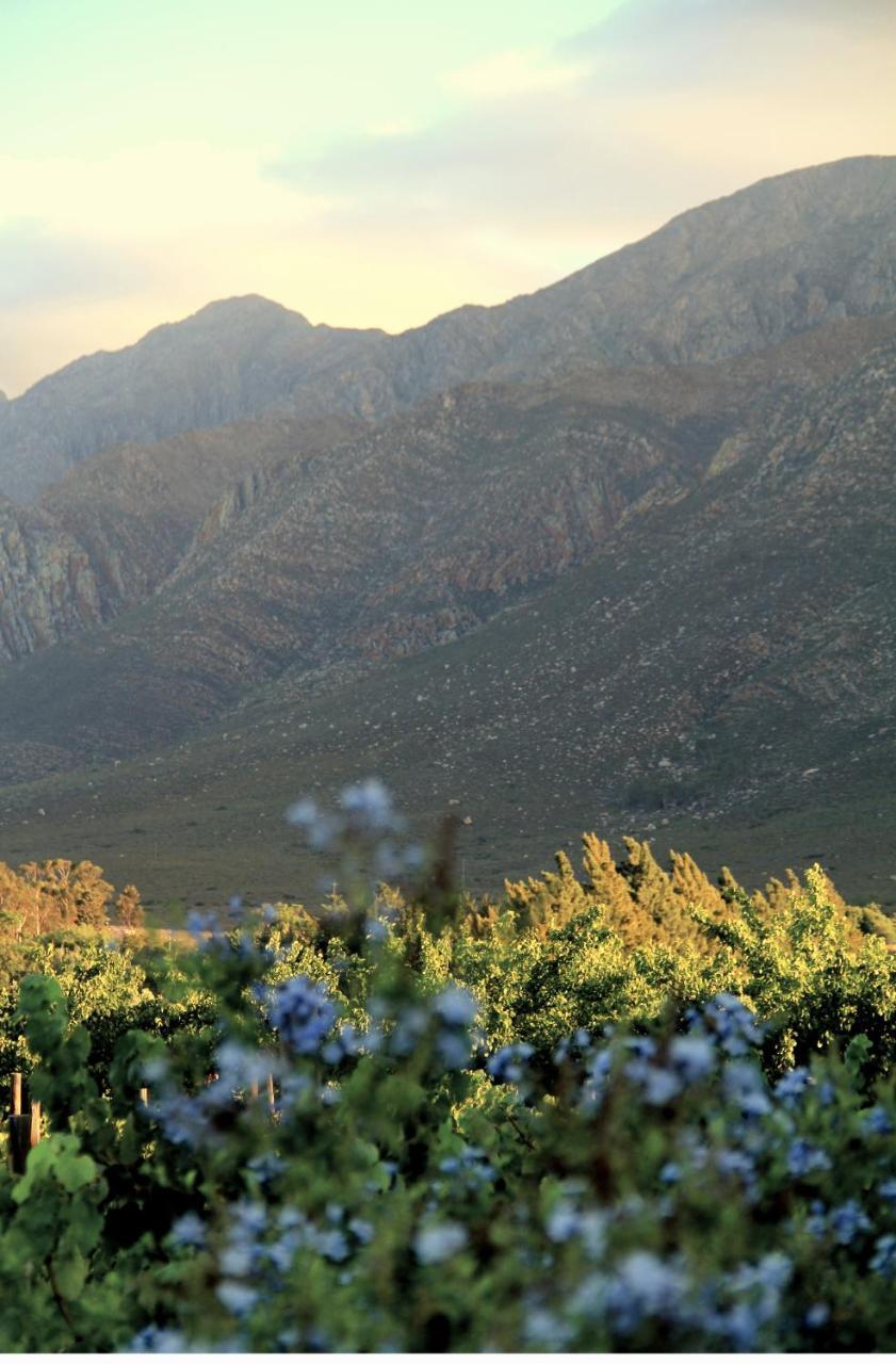 The Vineyard Country House Montagu Buitenkant foto